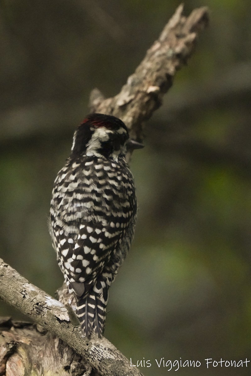 Checkered Woodpecker - ML619968117