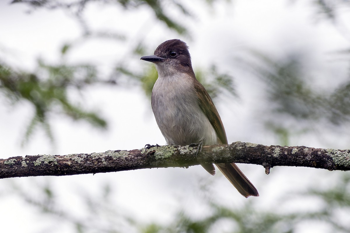 Loggerhead Kingbird (Hispaniolan) - ML619968118