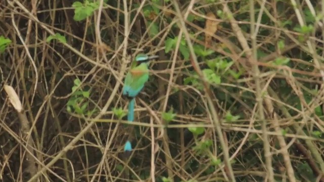 Turquoise-browed Motmot - ML619968122