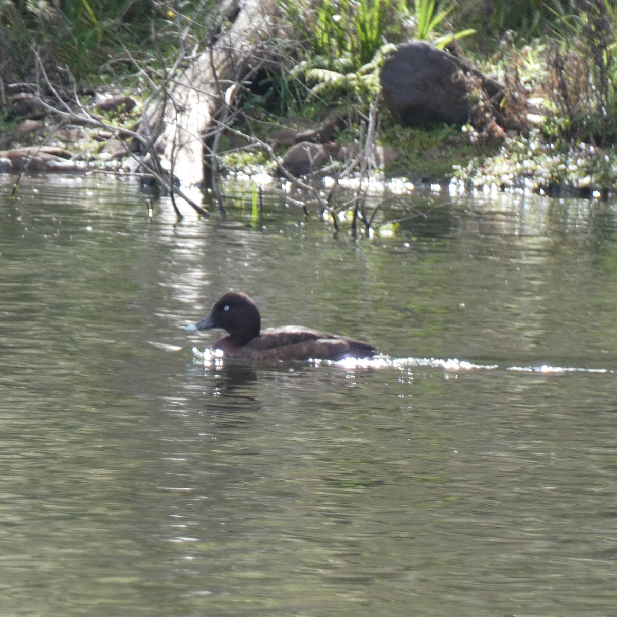 australiadykkand - ML619968129