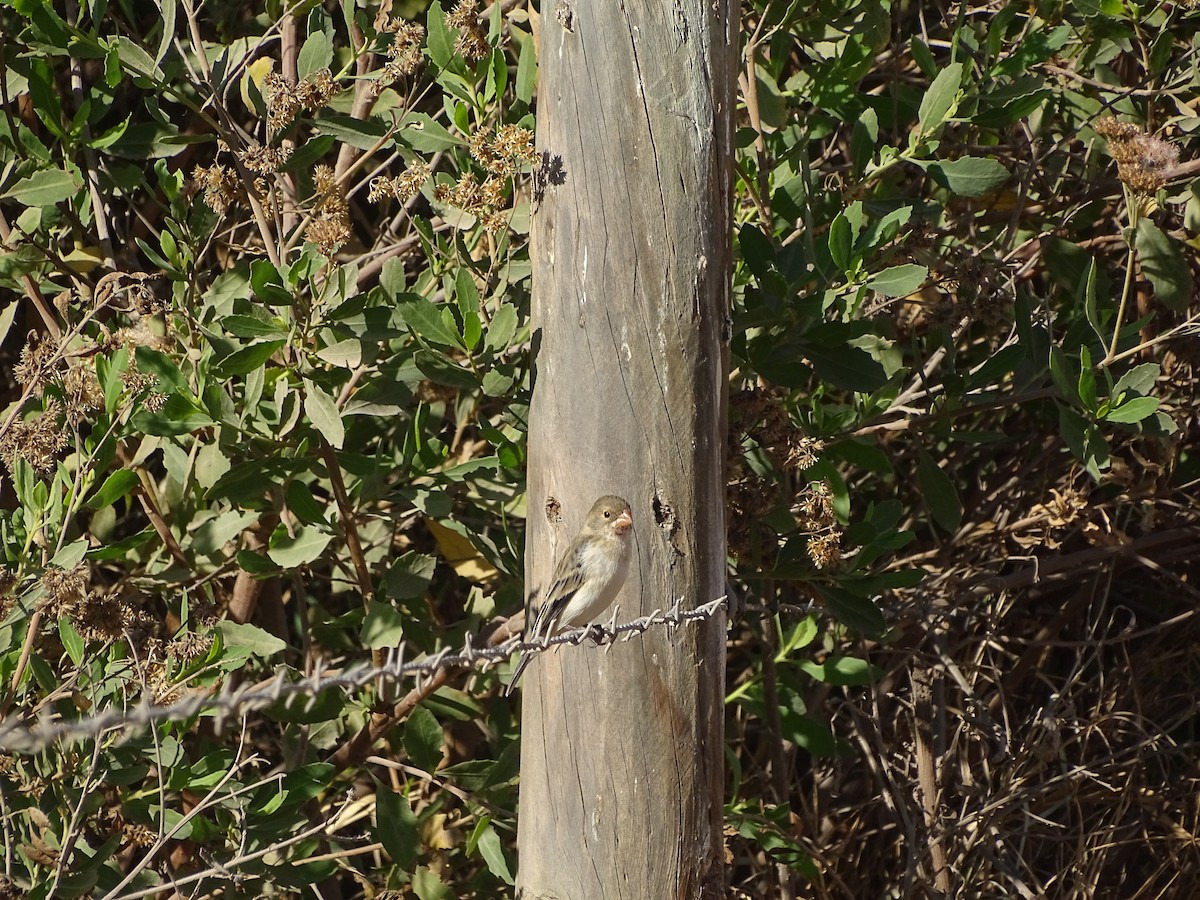 Chestnut-throated Seedeater - ML619968130