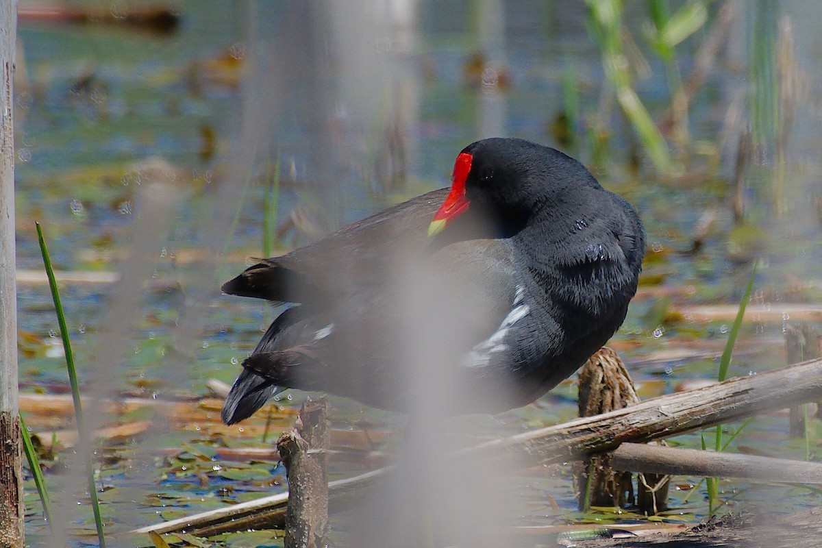 Common Gallinule - ML619968137