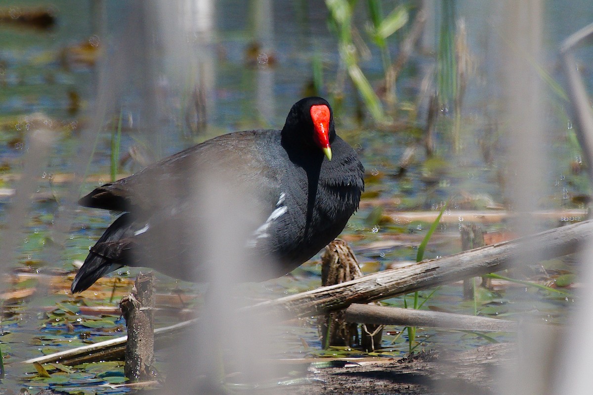 Common Gallinule - ML619968138