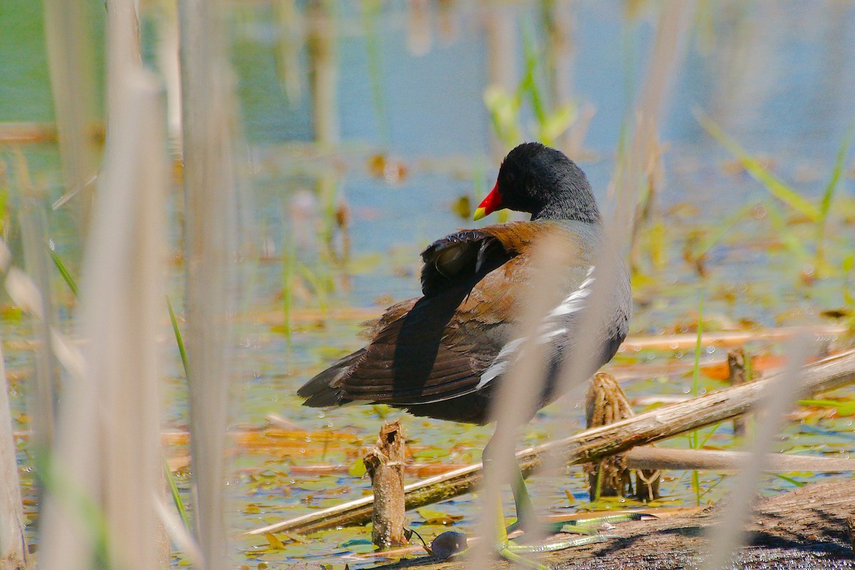 Common Gallinule - Rick Beaudon