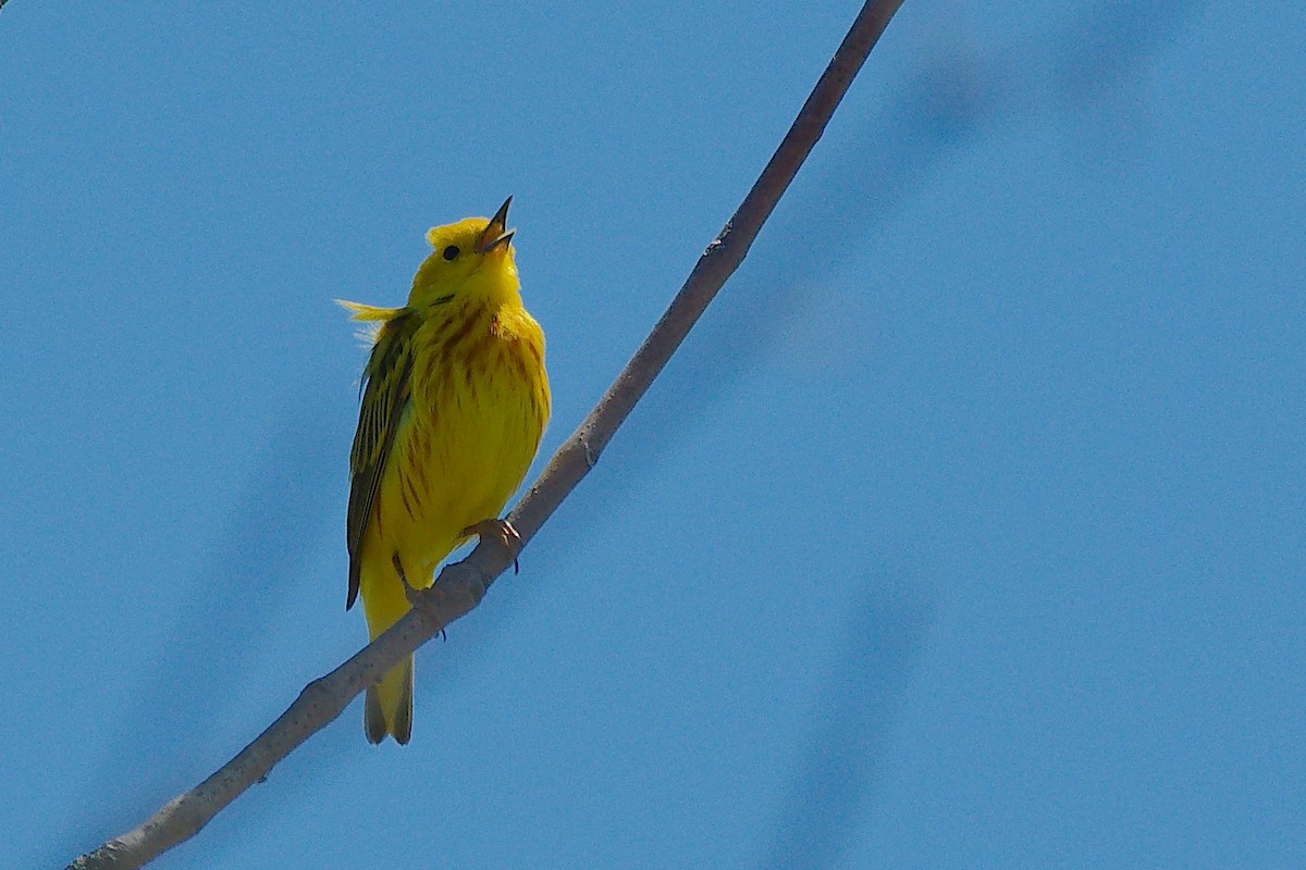 Yellow Warbler - ML619968149