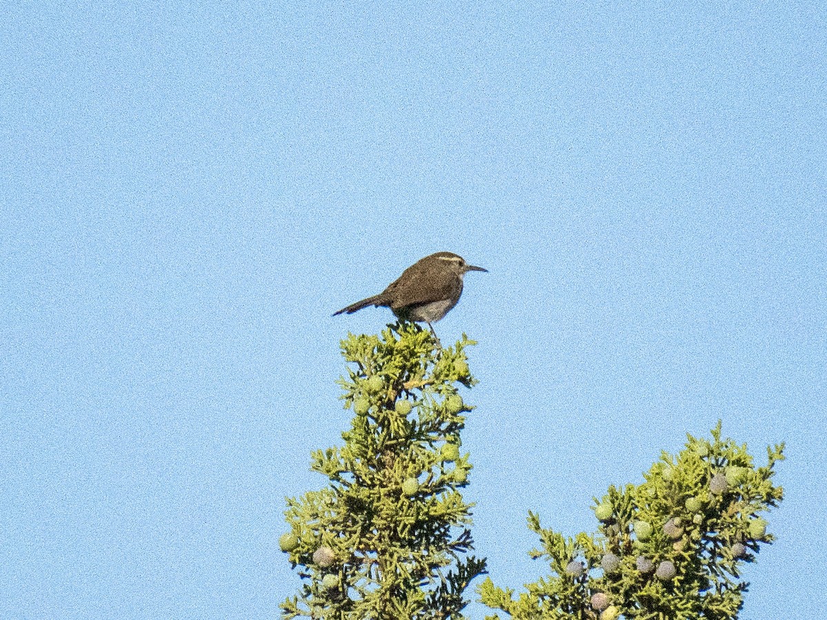 Bewick's Wren - ML619968150