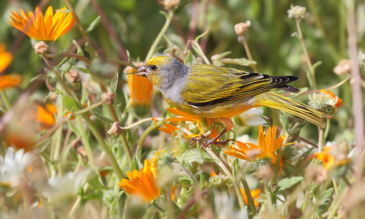 Serin du Cap - ML619968161