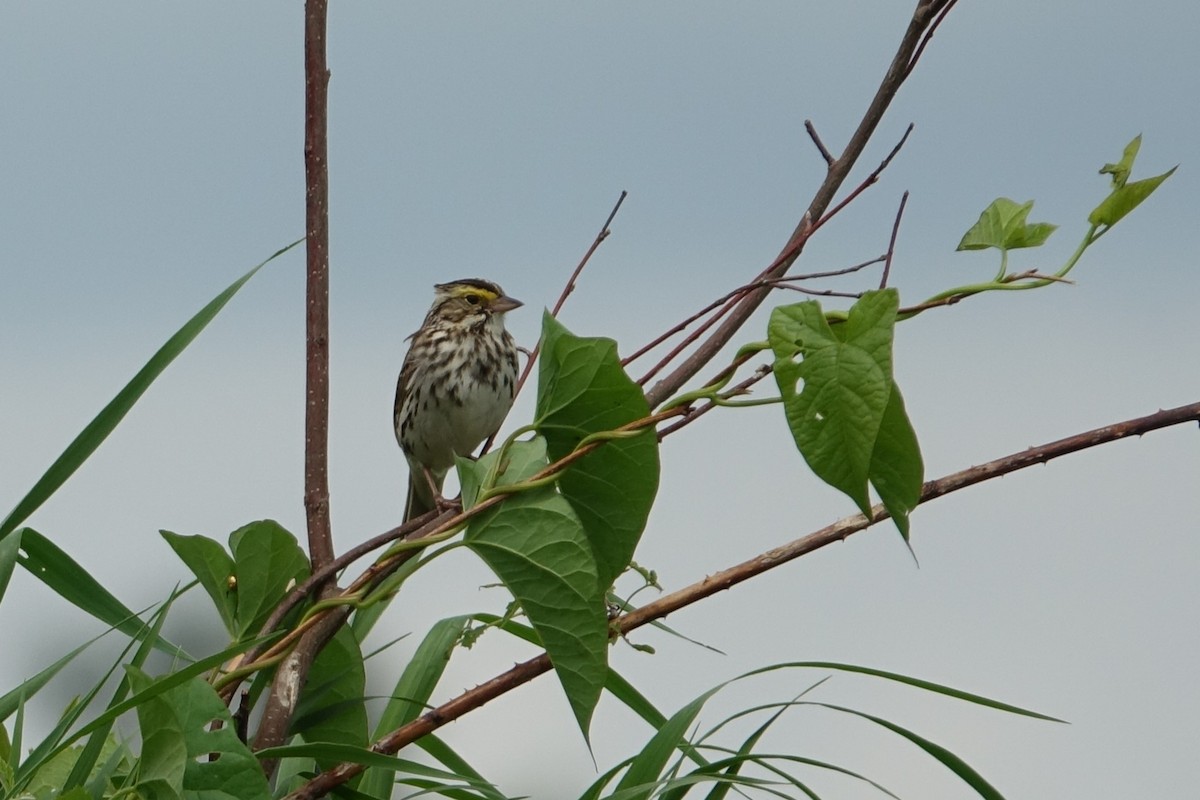 Savannah Sparrow - ML619968164