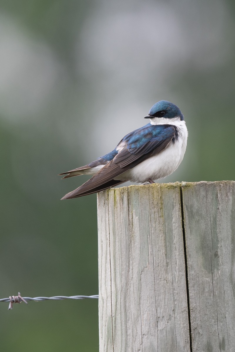 Tree Swallow - ML619968169