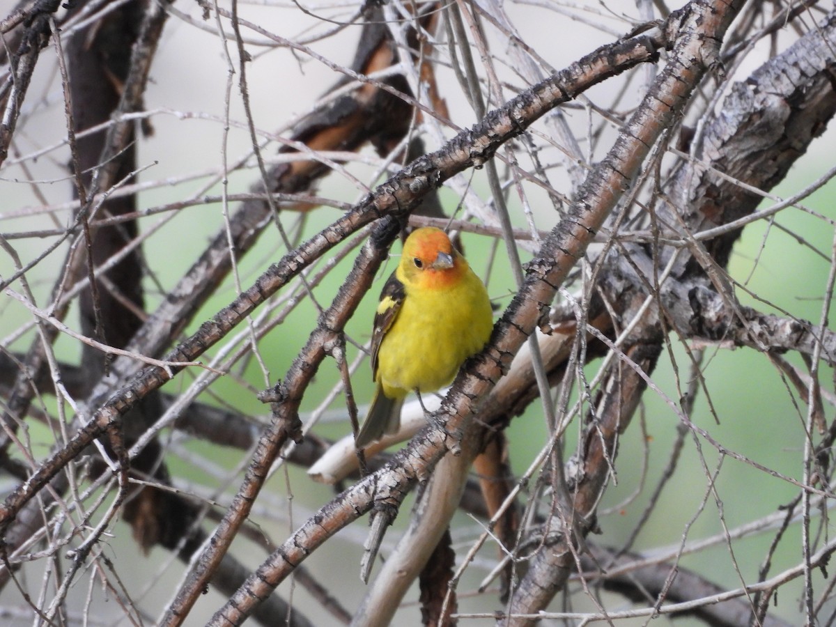 Western Tanager - ML619968176