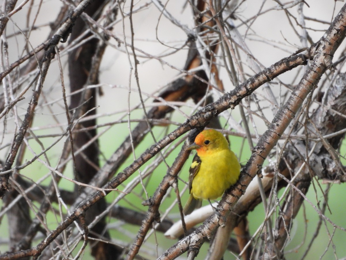 Western Tanager - ML619968177