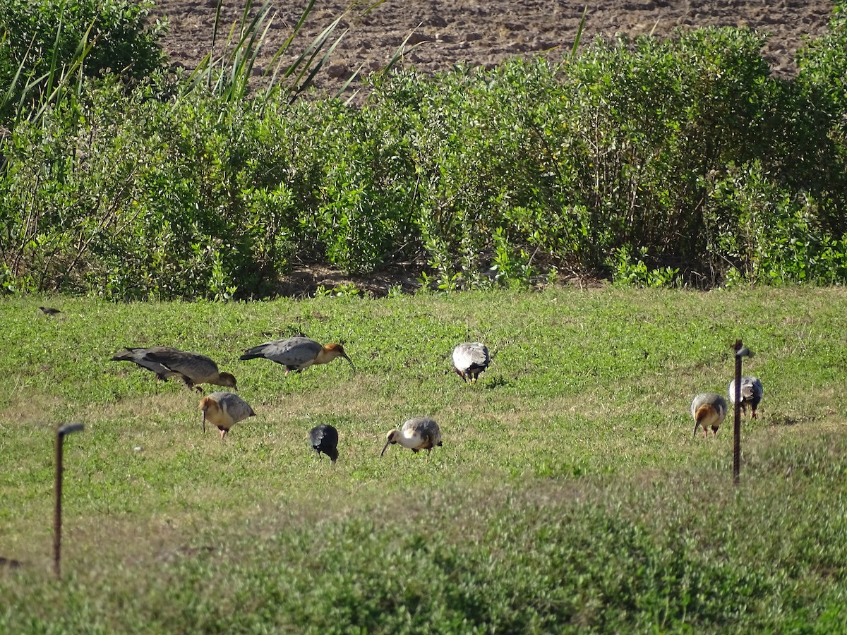 ibis šedokřídlý - ML619968180