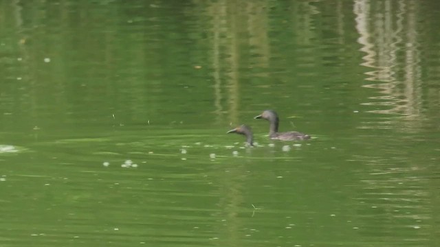 Least Grebe - ML619968186