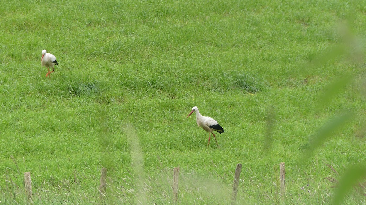 White Stork - ML619968192