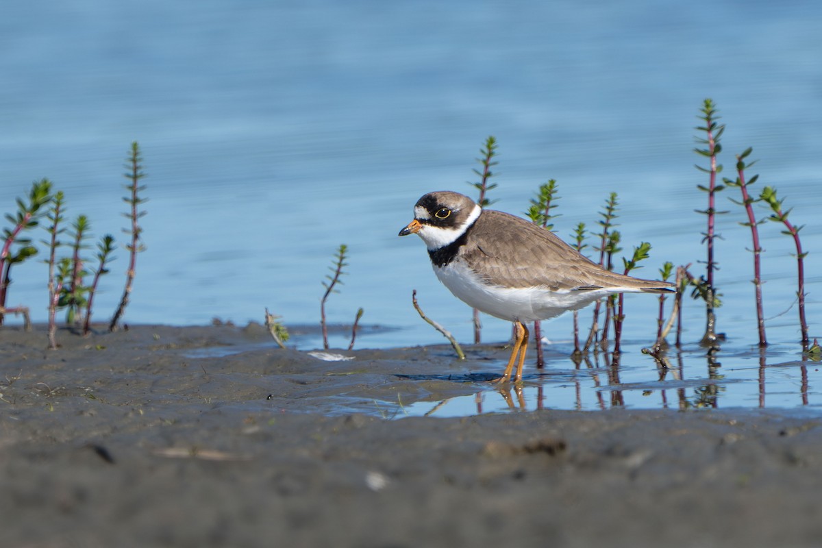 Semipalmated Plover - ML619968198