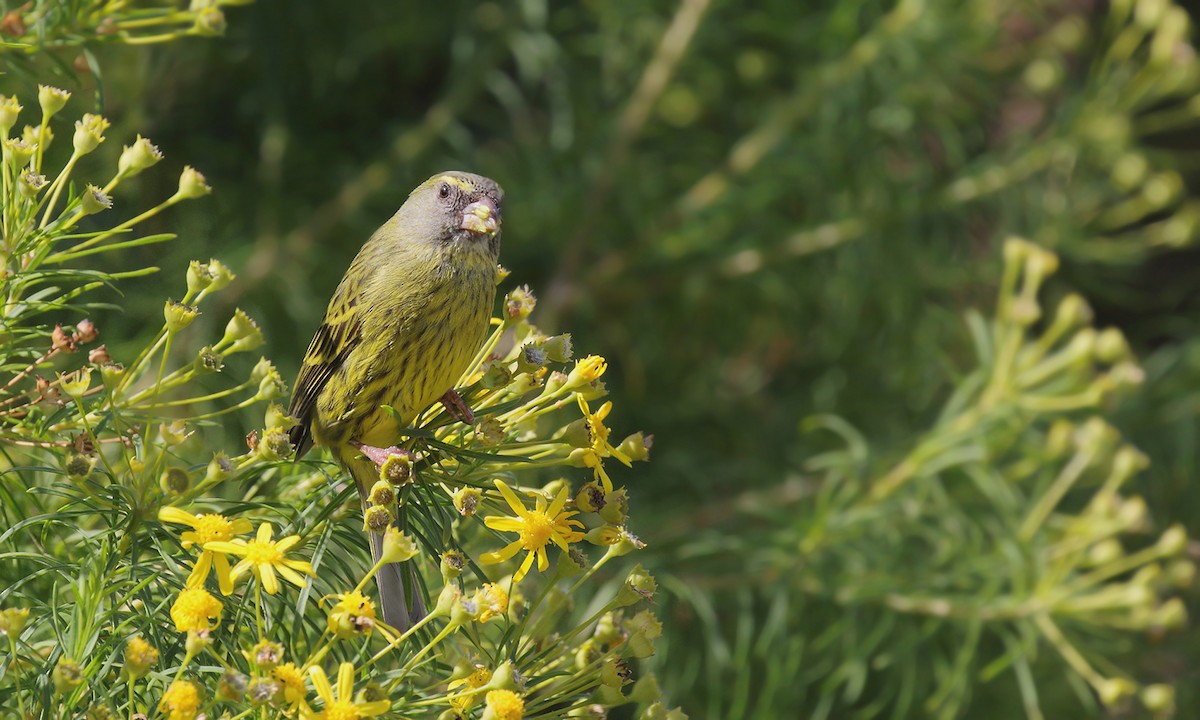 Forest Canary - ML619968202