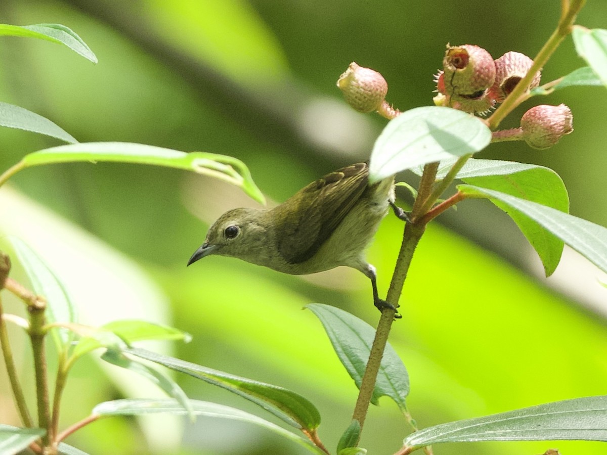 Plain Flowerpecker - ML619968203