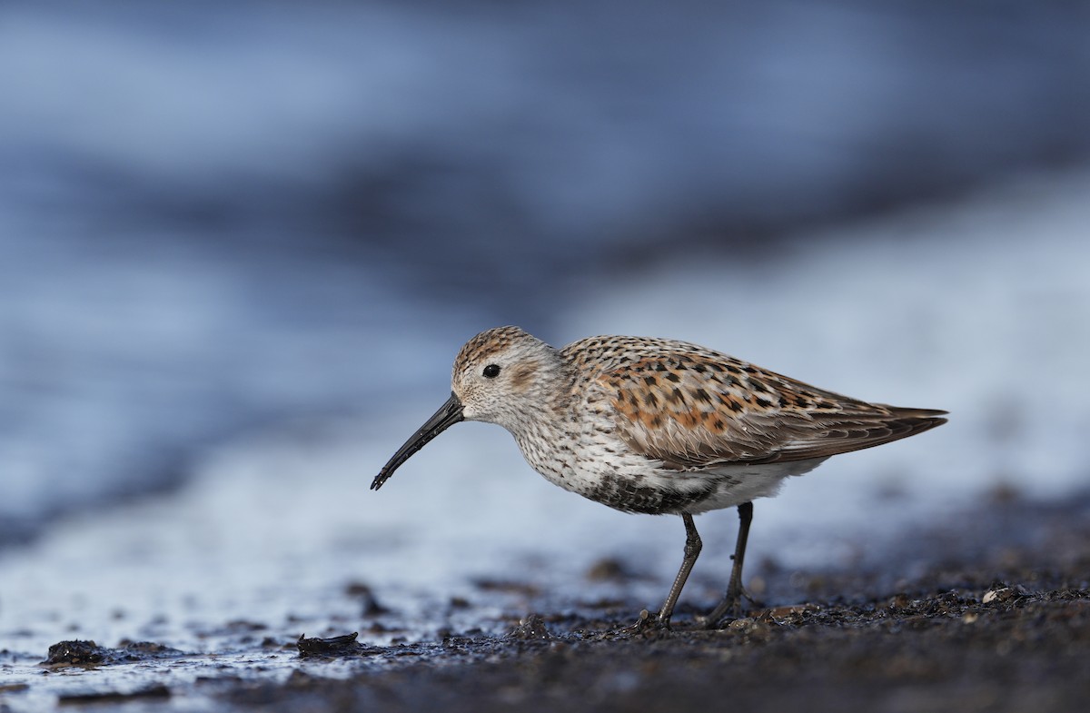 Dunlin - ML619968206