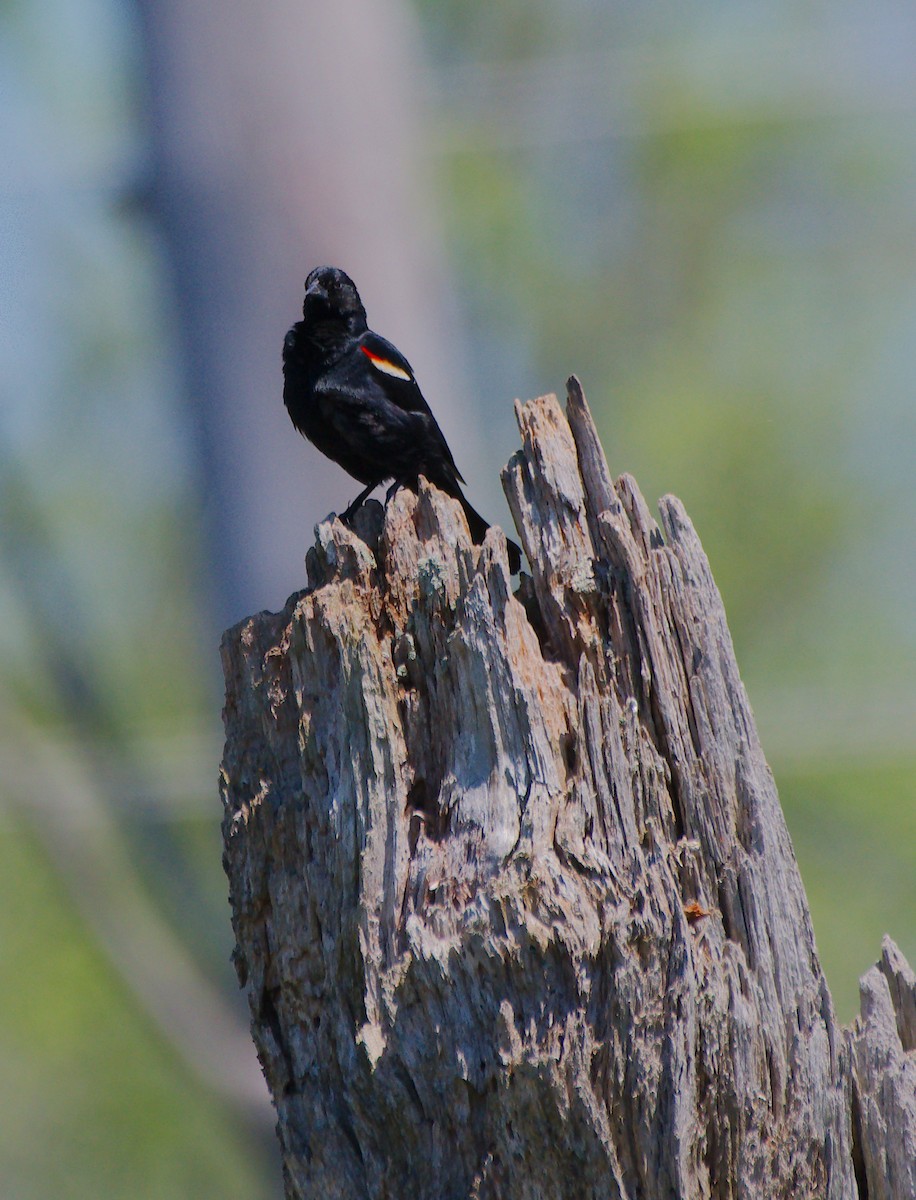 Red-winged Blackbird - ML619968216