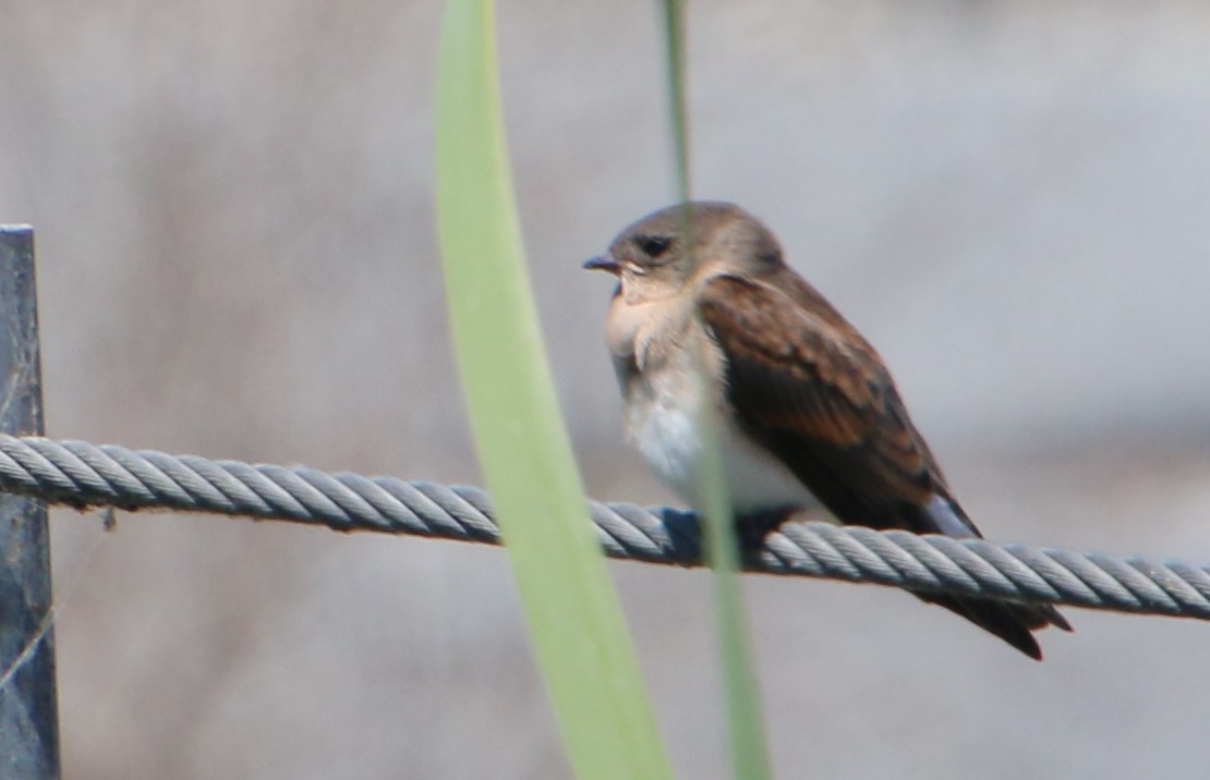 Northern Rough-winged Swallow - ML619968229