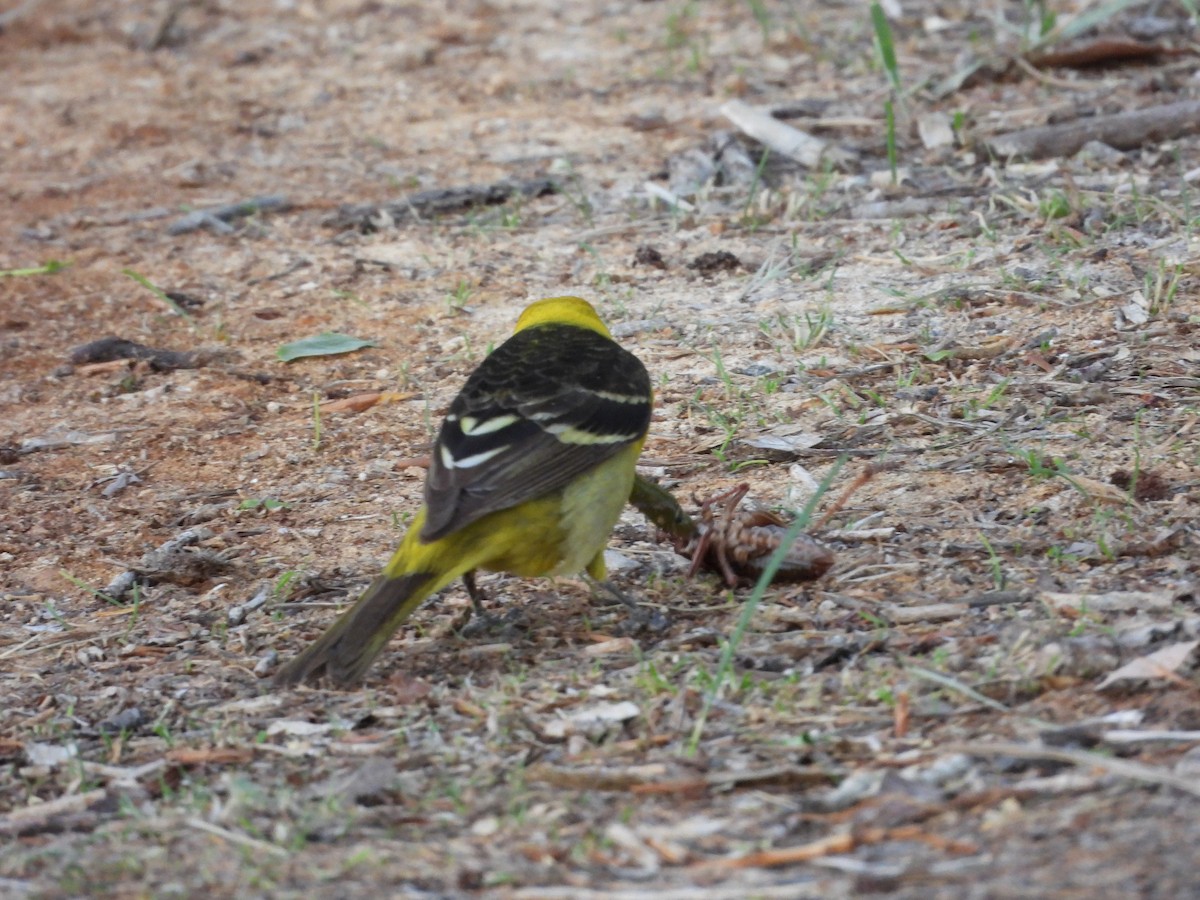 Western Tanager - ML619968233