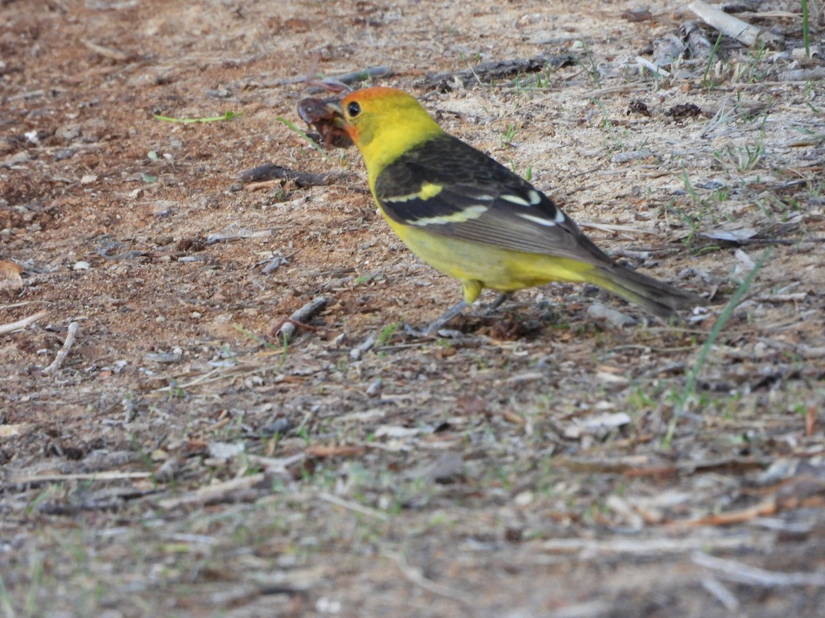 Western Tanager - ML619968234