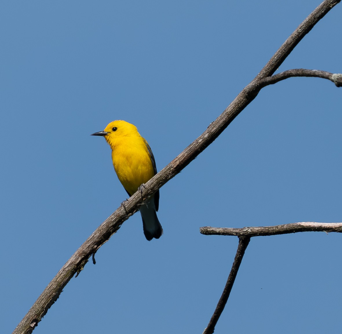 Prothonotary Warbler - ML619968248