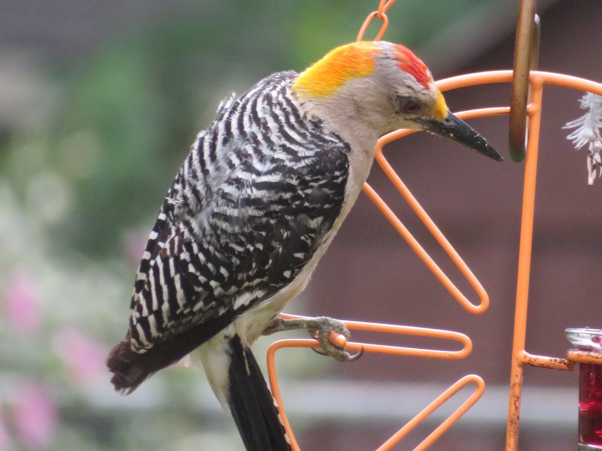 Golden-fronted Woodpecker - ML619968258