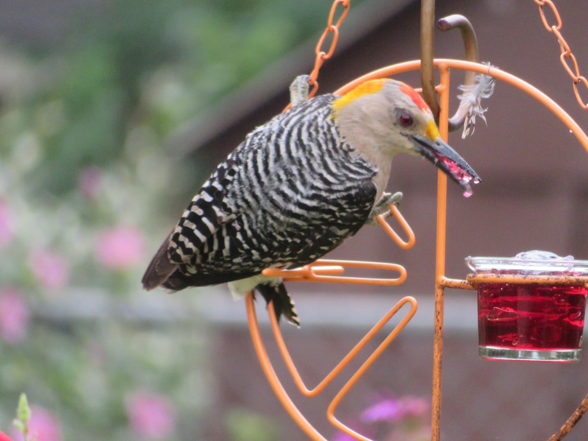Golden-fronted Woodpecker - ML619968261