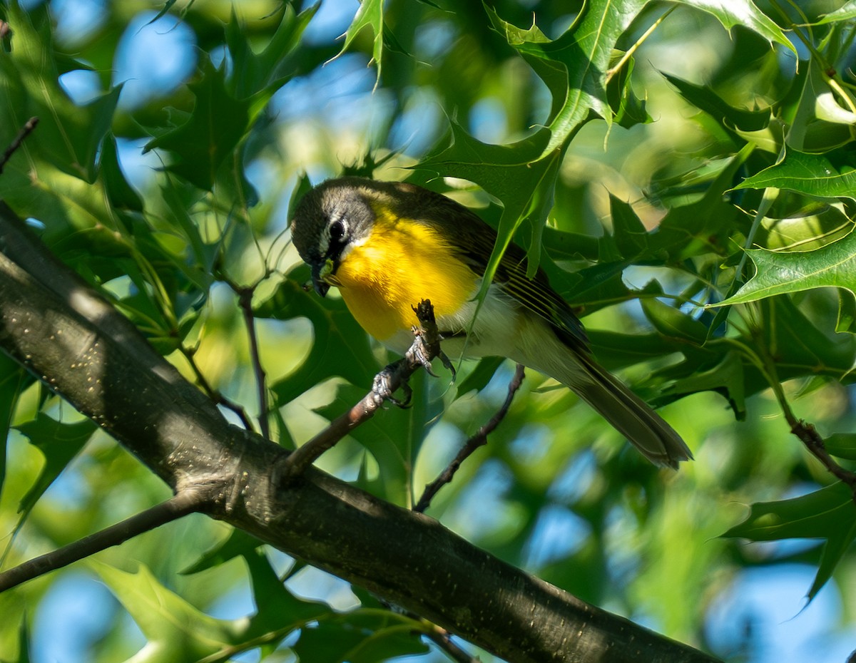 Yellow-breasted Chat - ML619968264
