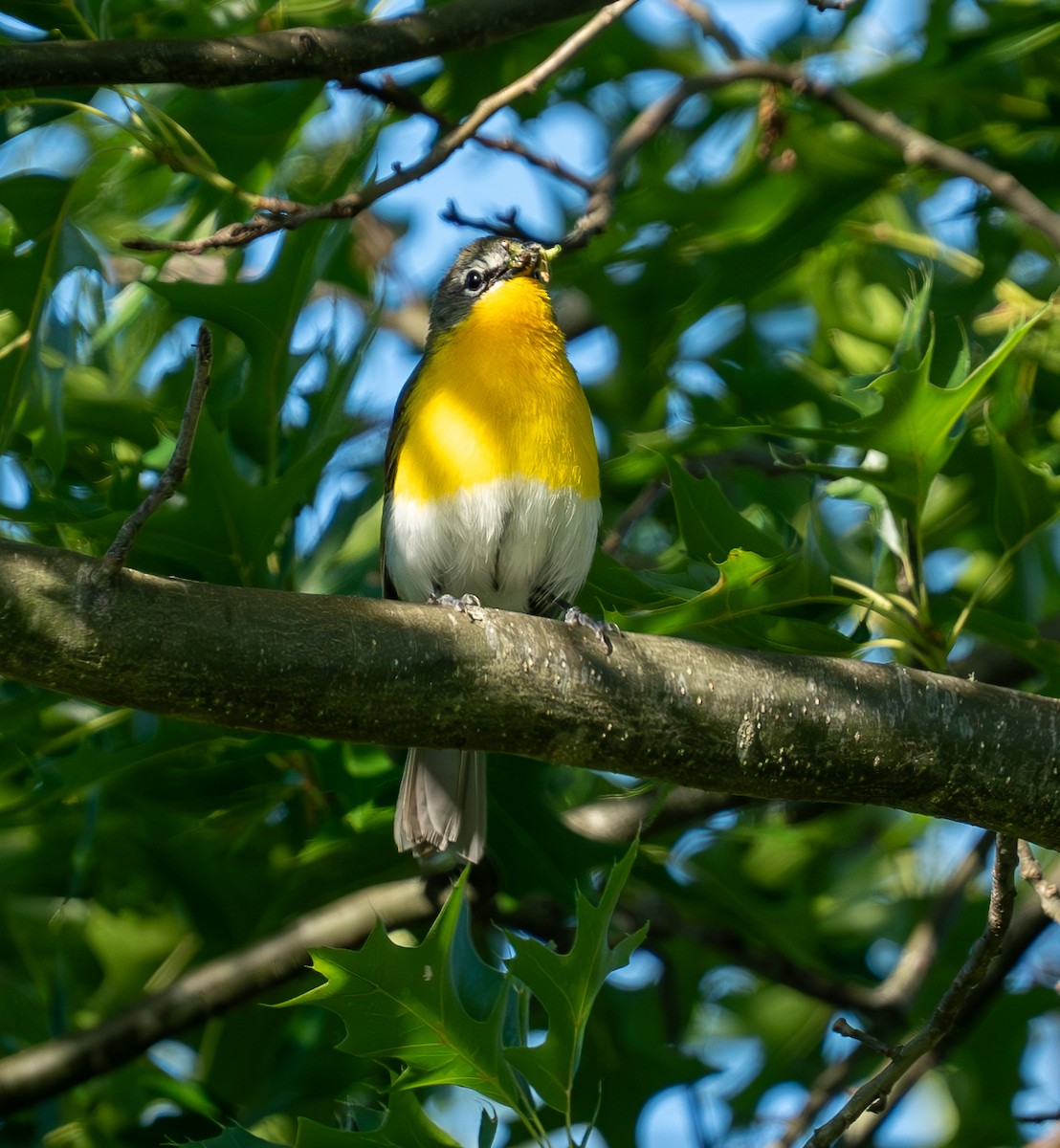 Yellow-breasted Chat - ML619968265