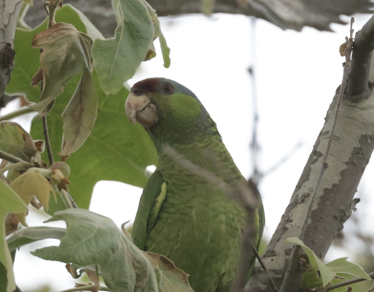 Lilac-crowned Parrot - ML619968267