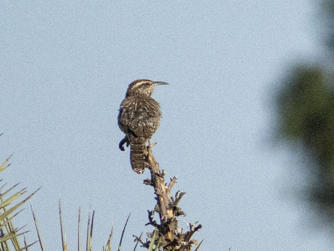 Cactus Wren - ML619968269