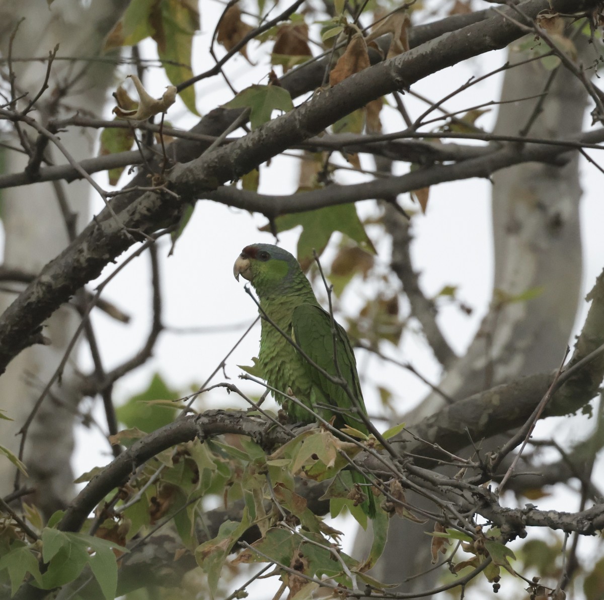 Lilac-crowned Parrot - ML619968272
