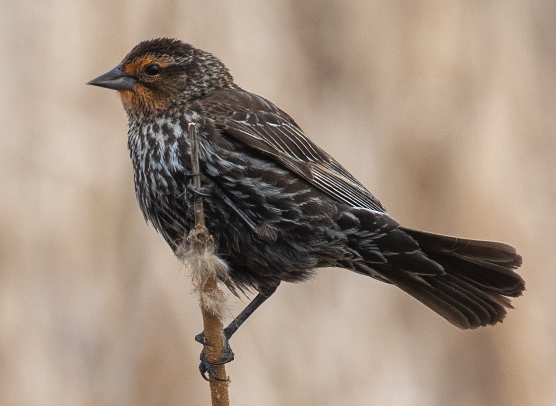 Red-winged Blackbird - ML619968275