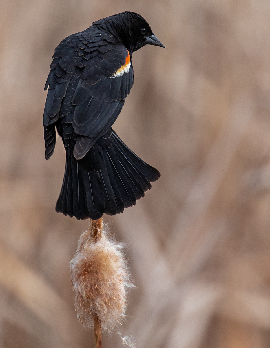 Red-winged Blackbird - ML619968276