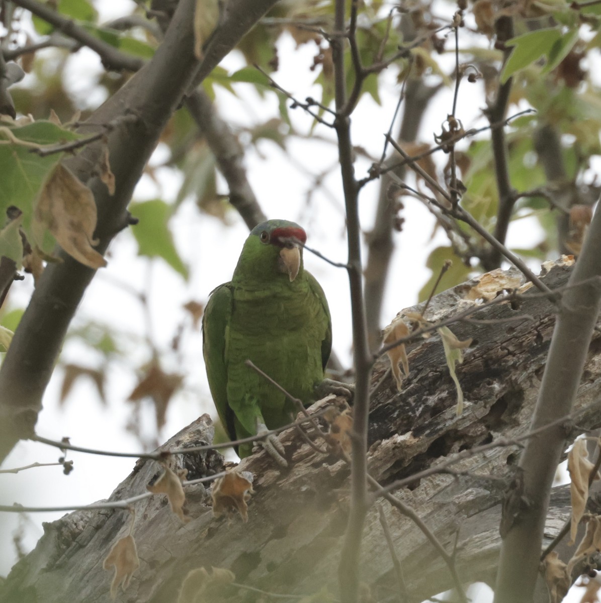 Lilac-crowned Parrot - ML619968277