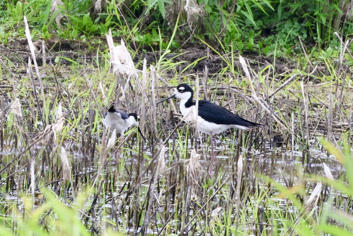 Black-necked Stilt - ML619968285