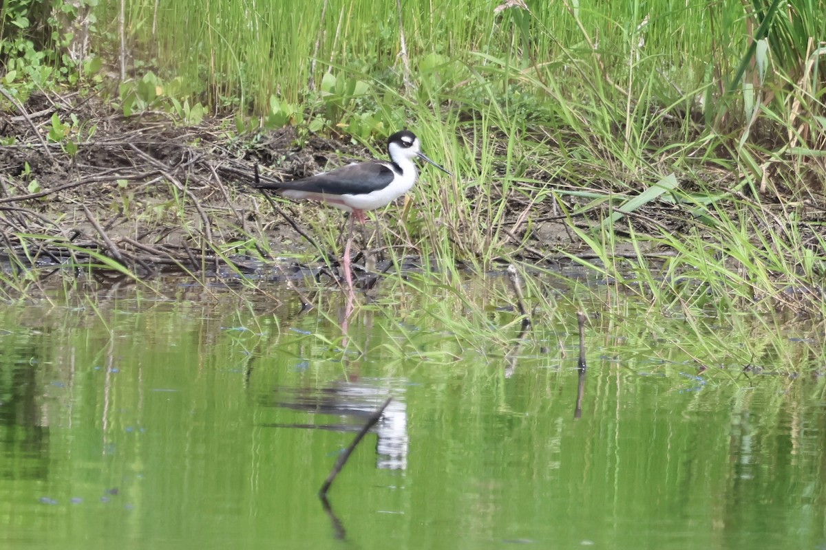 Black-necked Stilt - ML619968286