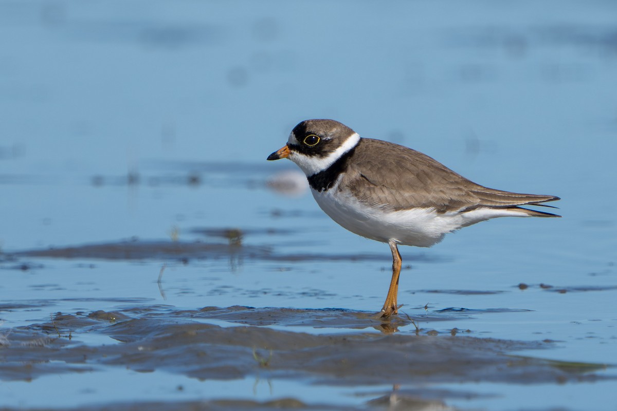Semipalmated Plover - ML619968293