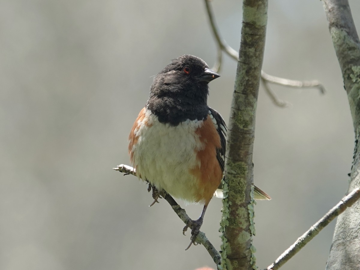 Spotted Towhee - ML619968294