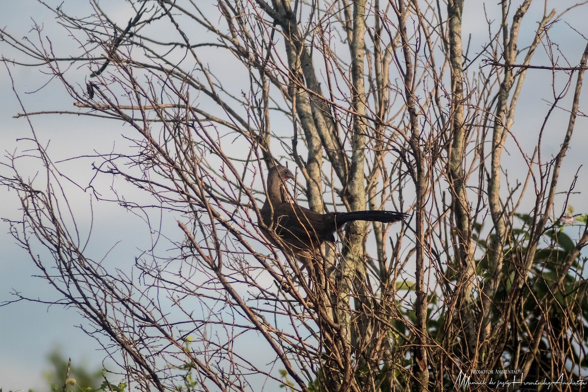 Plain Chachalaca - ML619968298