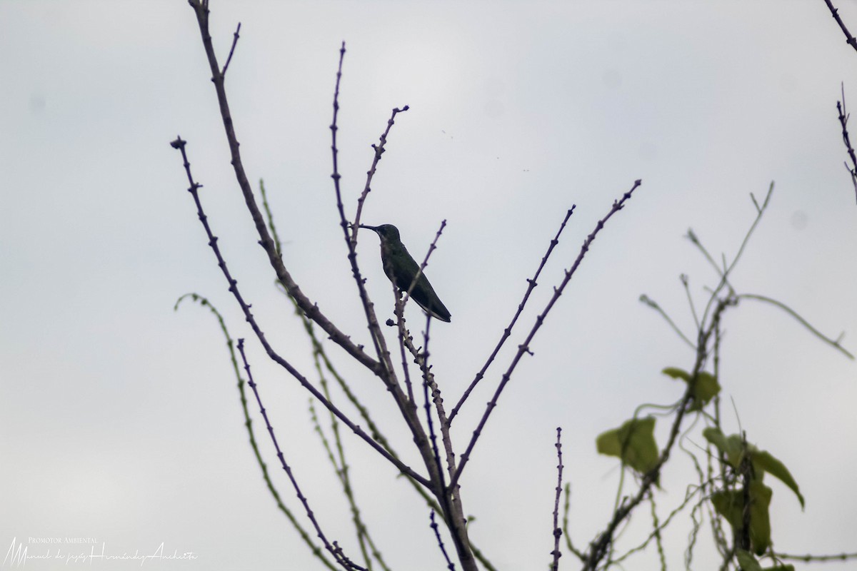 kolibřík lesklý - ML619968304