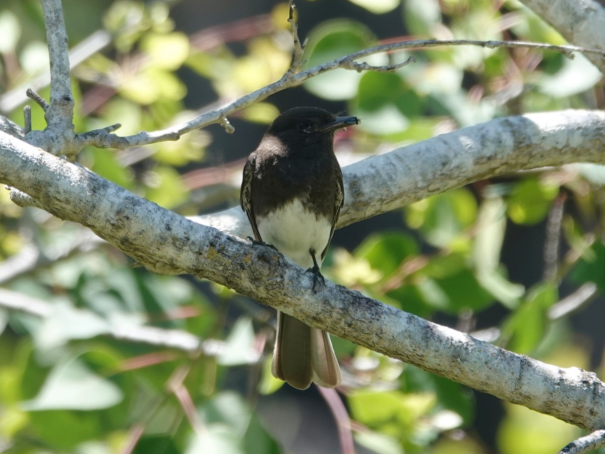 Mosquero Negro (grupo nigricans) - ML619968305