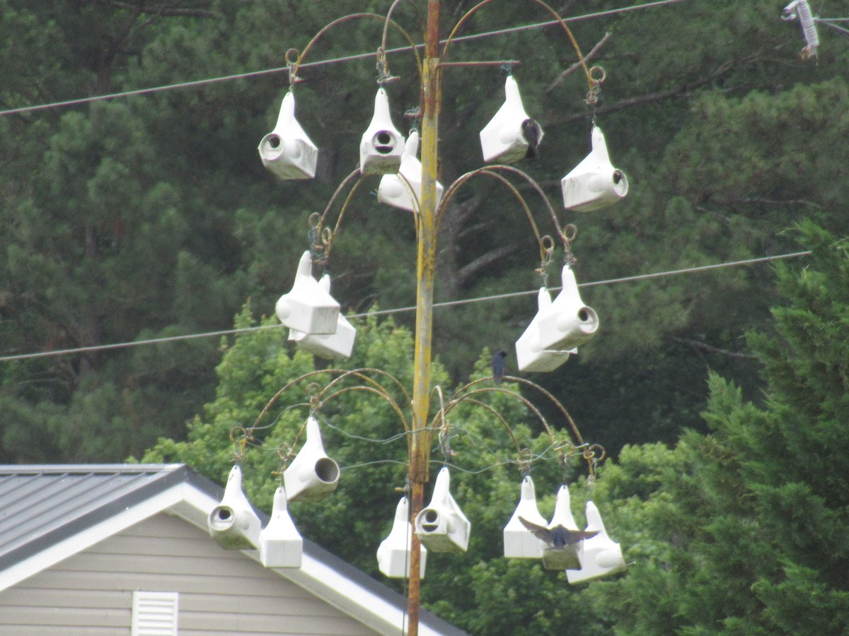 Purple Martin - ML619968308