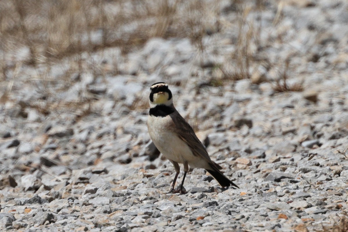 Horned Lark - ML619968318