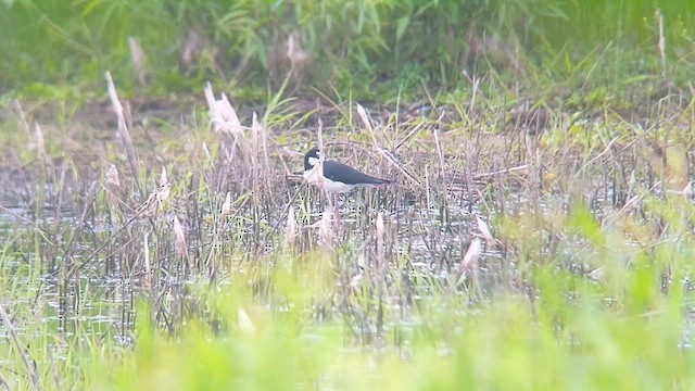 Black-necked Stilt - ML619968324