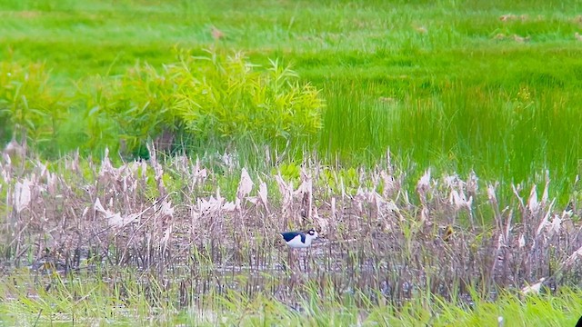 Black-necked Stilt - ML619968325