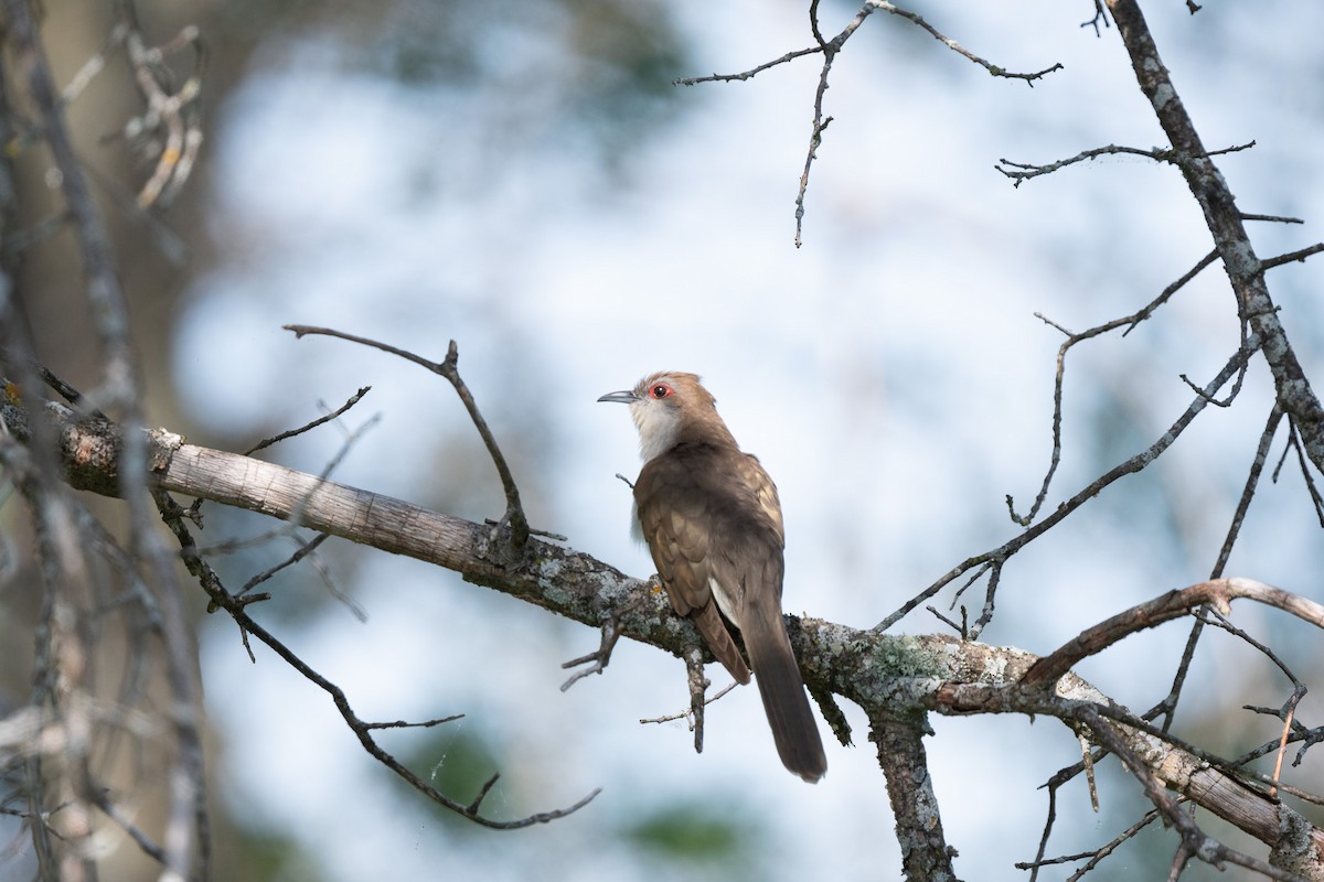 Black-billed Cuckoo - ML619968326