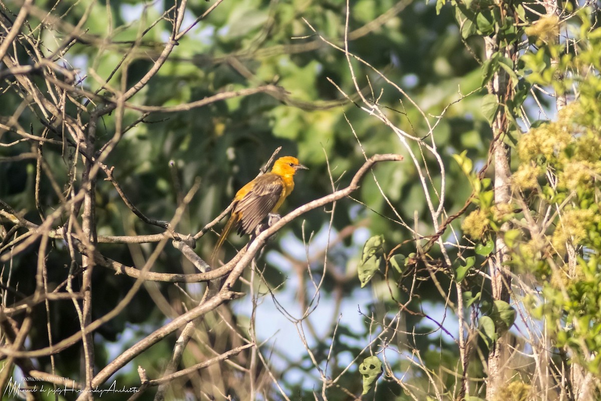 Orange Oriole - ML619968336